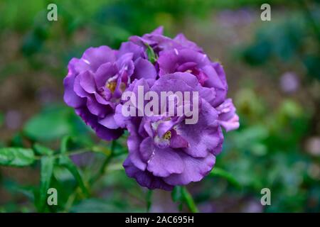 Rosa rhapsody in blue, frantasia, Rose, Lila, Blüte, Blumen, blühen, blühen, Strauch, Sträucher, reichblühend, RM Floral Stockfoto