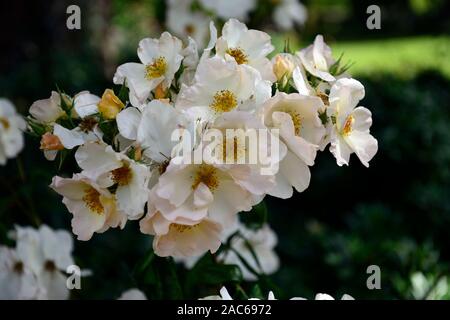 Rosa Sally Holmes, Rose Sally Holmes, creme, creme-weißen Blüten, Strauch, Rose, Strauchrosen, Blumen, Blüte, Garten, RM floral Stockfoto