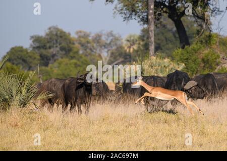 Impala, Aepyceros melampus, vorbei an einer Herde von Buffalo, Macatoo, Okavango Delta, Botswana Stockfoto