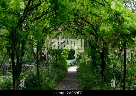 Wisteria sinensis Alba, weiße Chinesische wisteria, Blüte, Blüten, raceme, Blütenstände, Abdeckung, Metall, Bogen, Bogen, Pergola, gehen, Weg, Pfad, Altamont Gardens, Carlow, RM Stockfoto