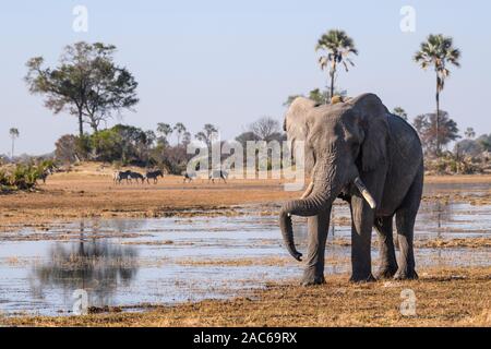 Männlicher afrikanischer Elefant, Loxodonta africana, der seinen Stamm auf seinen Tusken ruht und einen Tracking-Kragen trägt, Macatoo, Okavango-Delta, Botswana Stockfoto