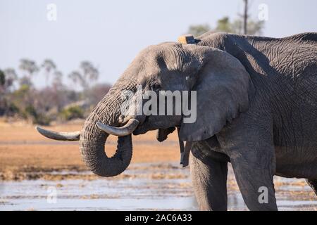 Afrikanischer Elefant, Loxodonta africana, trinkend, mit einem Tracking-Kragen, Macatoo, Okavango-Delta, Botswana Stockfoto