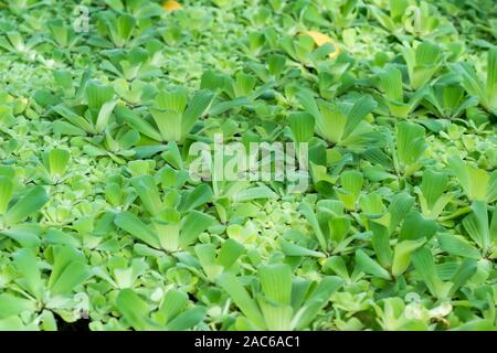 Organische Struktur des Muschelblumen Gattung der Familie der Araceae schwimmende Pflanzen muschelblumen Layered lat. Muschelblumen stratiotes. Hintergrund. Stockfoto