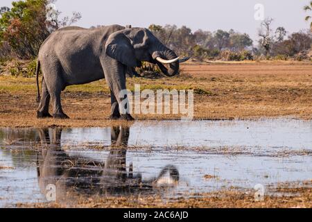 Afrikanischer Elefant, Loxodonta africana, trinkend, mit einem Tracking-Kragen, Macatoo, Okavango-Delta, Botswana Stockfoto