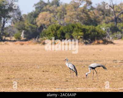 Paar Wattled Krane, Bugeranus carunculatus oder Grus carunculata, Macatoo, Okavango Delta, Botswana Stockfoto