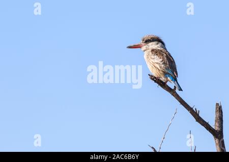 Gestreifter Kingfisher, Halcyon chelicuti, Macatoo, Okavango Delta, Botswana Stockfoto