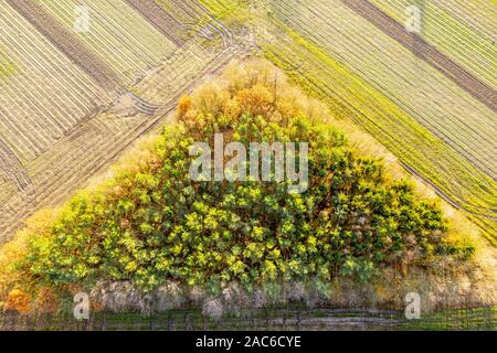 Bäume in Form eines Dreiecks, Ackerland, herbstliches Laub gruppiert, in der Nähe von Celle, Deutschland Stockfoto