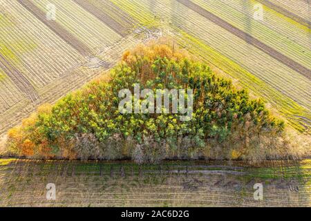 Bäume groupe in Form eines Dreiecks, Ackerland, herbstliches Laub, in der Nähe von Celle, Deutschland Stockfoto