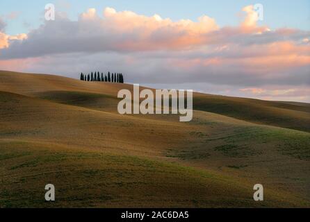 Torrenieri, Siena/Italien - 29. September 2019: Val D'Orcia, Toskana, der berühmten Cypress Grove, der zu einem Symbol der klassischen Toskana geworden Stockfoto