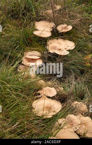 Große Pilze in einer Wiese Stockfoto