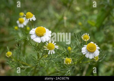 Kamille (Matricaria Chamomilla) auf Grün backgrond. Soft Focus Stockfoto