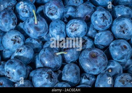 Detail der Blaubeeren. Makro Trucking erschossen. Ansicht von oben. Bog Heidelbeere, bog Blueberry, nördliche Heidelbeere oder westlichen Heidelbeere (Vaccinium uliginosum) Stockfoto