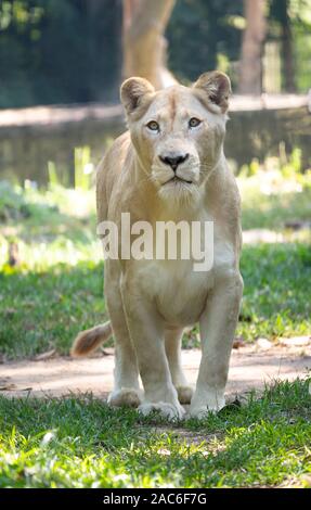 Female White Lion auf Gras in Gefangenschaft gehaltenen Umgebung Stockfoto