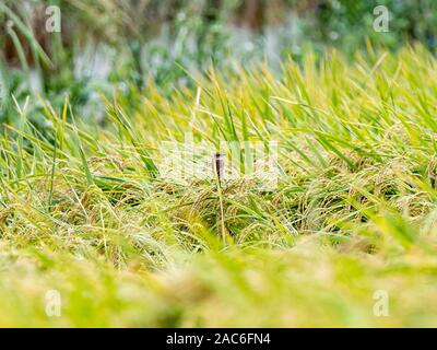 Eine weibliche Sibirische schwarzkehlchen Saxicola, Maurus, Sitzstangen gereifter Reis im Feld eines Bauern in der Nähe von Yokohama, Japan. Stockfoto