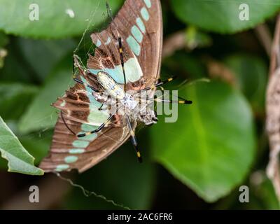 Ein Schmetterling sarpedon bluebottle Schmetterling ist im Netz der Spinne ein joro ausgesetzt ist, Nephila clavata, die Feeds auf Ihrer frisch aufgenommenen Beute. In der Nähe von Yok Stockfoto