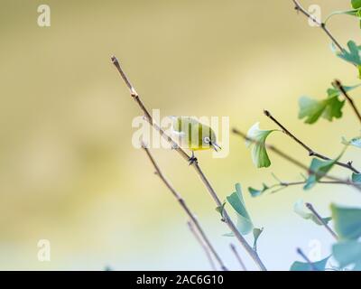 Ein Trillern weiß - Auge, oder Japanischen weißes Auge, Convolvulus japonicus, Sitzstangen in einem ginkgo Baum in der Nähe von Yokohama, Japan. Stockfoto