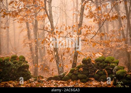 Landschaft mit Nebel in einem Kastanienwald in der Nähe von montanchez. Der Extremadura. Spanien. Stockfoto