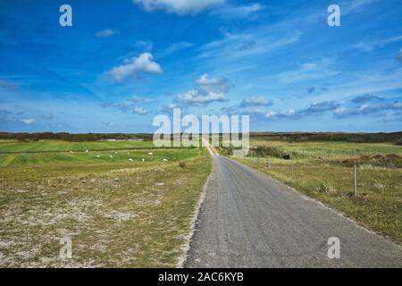 Blick auf integrale Naturschutzgebiet auf der niederländischen Insel Texel mit Weg durch Wiesen und Herde von Schafen frei grasen vor blauem Himmel führenden Stockfoto