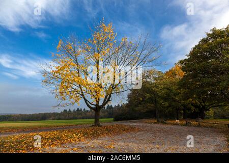 Die Blätter des Feld Ahorn im Herbst auf dem Galgenberg Stockfoto
