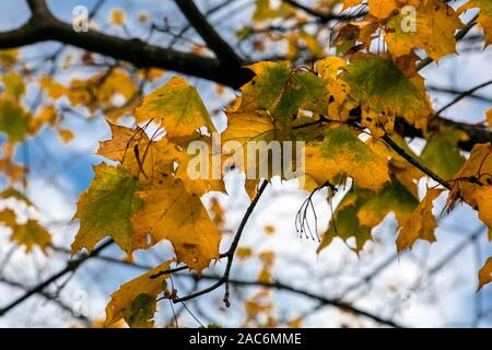 Die Blätter des Feld Ahorn im Herbst Stockfoto