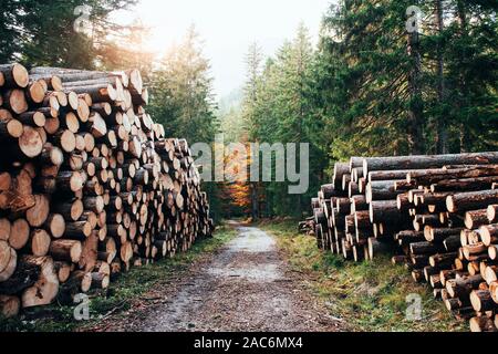 Viele der Protokolle liegen auf den Seiten von Wanderweg in der schönen Herbst Wald Stockfoto
