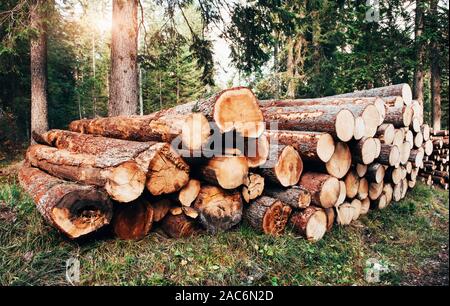 Vorder- und Seitenansicht. Frisch geerntete Holz- Protokolle in einem Stapel in dem grünen Wald gestapelt Stockfoto