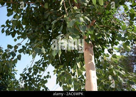 Frische Blätter von Ficus Religiosa Baum Stockfoto