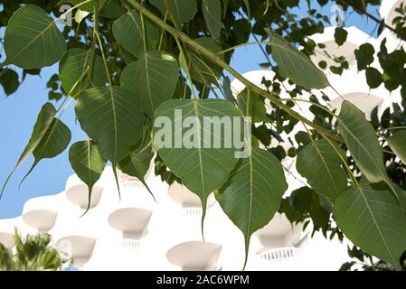 Frische Blätter von Ficus Religiosa Baum Stockfoto