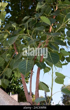 Frische Blätter von Ficus Religiosa Baum Stockfoto