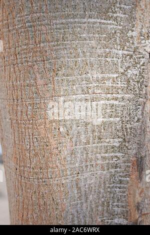 Frische Blätter von Ficus Religiosa Baum Stockfoto