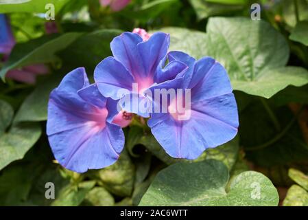 Blau Lila Blüten von ipomoea Indica Pflanze Stockfoto