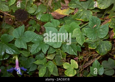 Blau Lila Blüten von ipomoea Indica Pflanze Stockfoto