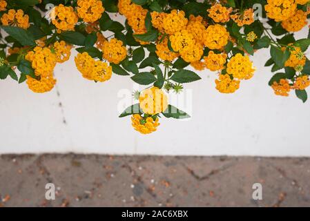 Gelbe Blumen von Lantana camara Strauch Stockfoto