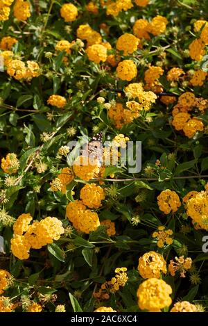 Gelbe Blumen von Lantana camara Strauch Stockfoto