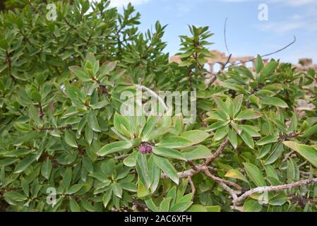 Immergrüne Laub von Myoporum laetum Strauch im Sommer Stockfoto