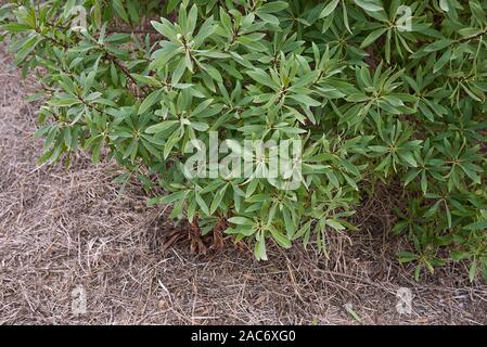 Immergrüne Laub von Myoporum laetum Strauch im Sommer Stockfoto