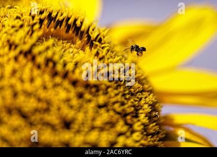 Makrofotografie mit Bienen- und Sonnenblumen Stockfoto