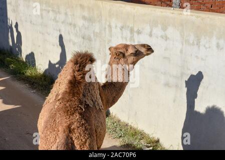 Junge Kamel zu Fuß auf einer Straße von Sousse Tunesien auf Stockfoto