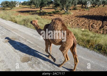 Junge Kamel zu Fuß auf einer Straße von Sousse Tunesien auf Stockfoto
