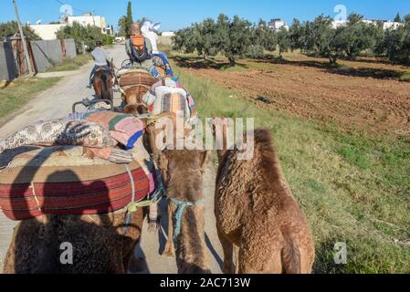 Sousse, Tunesien - 8 November 2019: Touristen auf einer Kamelkarawane in Sousse in Tunesien Stockfoto