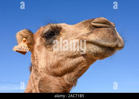 Leiter der junge Kamel in Sousse Tunesien auf Stockfoto