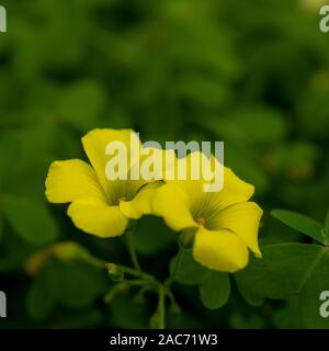 Closeup und selektiven Fokus auf gelb Oxalis Blumen im Garten auf den Frühling, mit einigen Tropfen, vor grünem Hintergrund Stockfoto