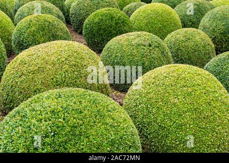 Wunderschön angelegten Garten mit Buchsbaum Kugeln in der Nähe von Chateau d'Amboise im Loiretal in Frankreich Stockfoto