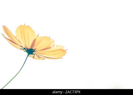 Gelb cosmos Blumen blühen auf weißem Hintergrund. Einzelne der blühenden gelben Blumen. Grußkarte. glück Idee. Stockfoto