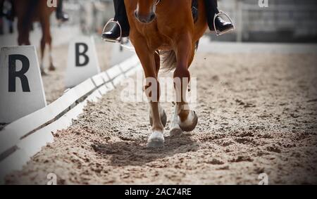 Anmutigen Beinen mit schone Hufe eines Sauerampfer Pferd mit einem Reiter im Sattel, in der Dressur auf einem hellen, sonnigen Tag Trab. Stockfoto