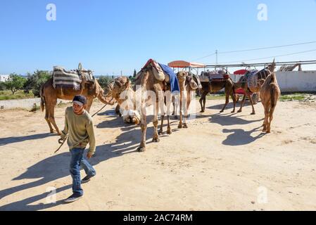 Sousse, Tunesien - 8 November 2019: der Mann, der die Vorbereitung einer Kamelkarawane in Sousse in Tunesien Stockfoto