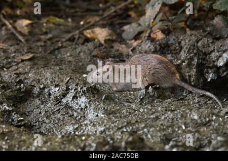 Gemeinsame oder braune Ratte (Rattus norvegicus), manchmal auch als Norwegen Ratte oder Kanal Ratte bekannt. Fütterung mit Samen von einem Vogel Tabelle verschüttet Stockfoto