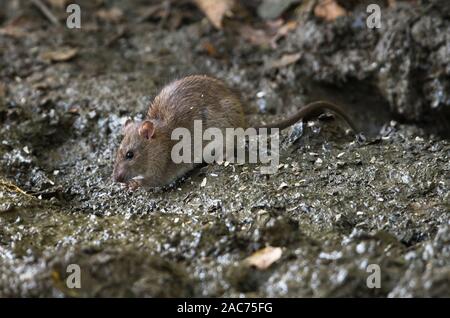 Gemeinsame oder braune Ratte (Rattus norvegicus), manchmal auch als Norwegen Ratte oder Kanal Ratte bekannt. Fütterung mit Samen von einem Vogel Tabelle verschüttet Stockfoto