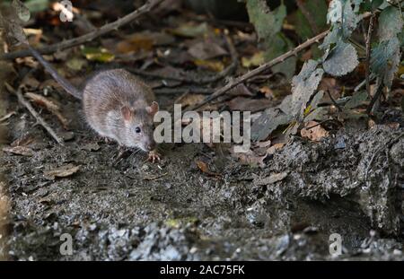 Gemeinsame oder braune Ratte (Rattus norvegicus), manchmal auch als Norwegen Ratte oder Kanal Ratte bekannt. Fütterung mit Samen von einem Vogel Tabelle verschüttet Stockfoto