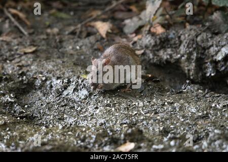 Gemeinsame oder braune Ratte (Rattus norvegicus), manchmal auch als Norwegen Ratte oder Kanal Ratte bekannt. Fütterung mit Samen von einem Vogel Tabelle verschüttet Stockfoto